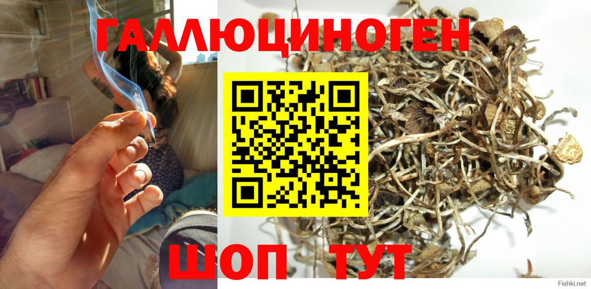 Псилоцибиновые грибы Psilocybe Россошь